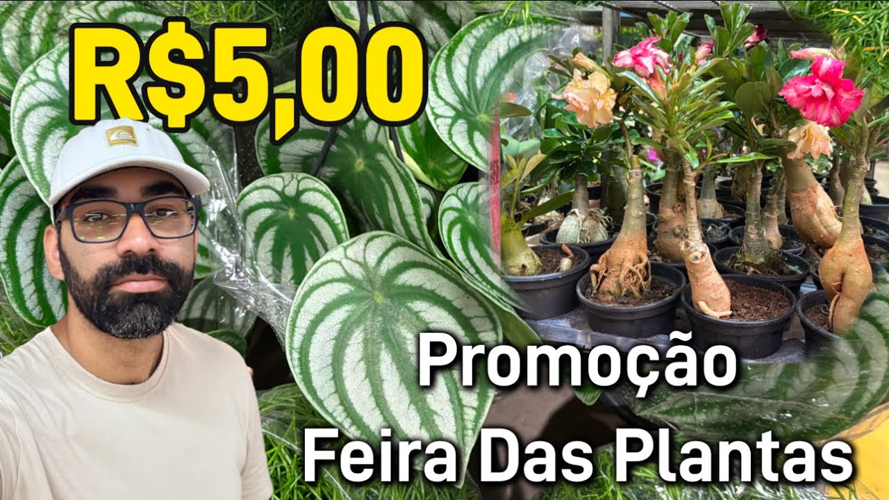 As plantas mais lindas de 2025 - Cidade das Flores