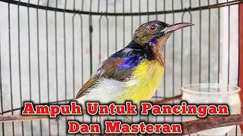 kolibri kelapa | wiceh | manggar | suara korlap gacor ampuh untuk pancingan dan masteran