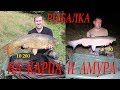Рыбалка на карпа и амура на пруду Коряги в Белгородской области