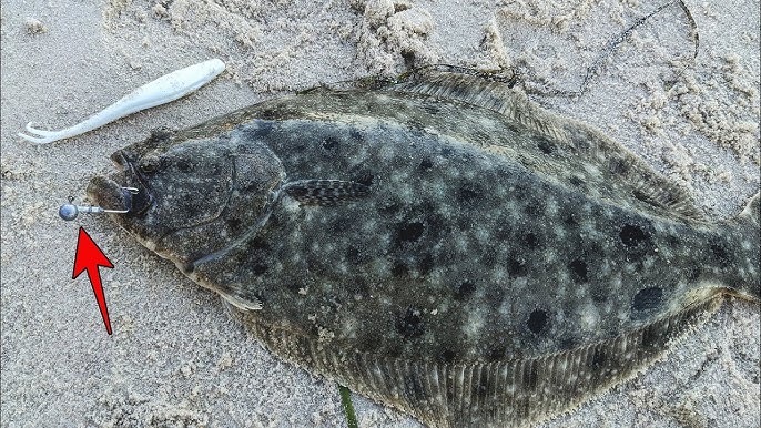 A Quick Guide to Target Fluke/Summer Flounder from Shore
