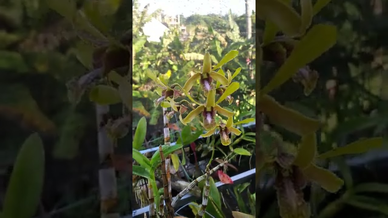 dendrobium calophyllum