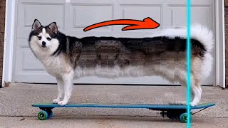 Funny Dogs and Cats Videos That Will Brighten Your Day!
