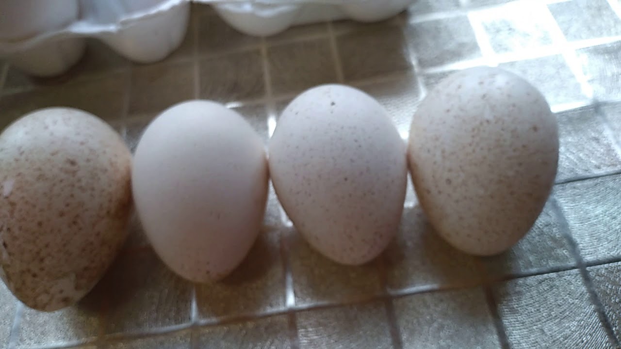 Мыть ли яйца перед инкубатором. Инкубационное яйцо индейки. Двухжелтковые яйца порода кур. Яйца Московской белой. Гусиное мыло.