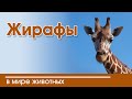 Христианские рассказы о живой природе " Жирафы" | истории из жизни животных Интересный Слайд 2020