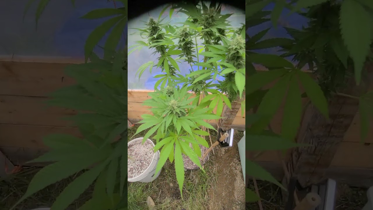 growing in newfoundland is difficult