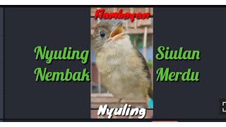 FLAMBOYAN GACOR SUARA NYULING BENING CERECETAN