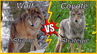 Wolf vs Coyote: Which One is Better? | Similarities and Differences #wolf #coyote #wolves #animals