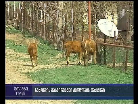 მარნეულის რაიონში საქონელს სისტემატიურად იპარავენ