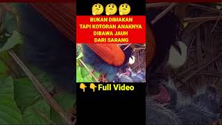 Download Lagu INI YANG DILAKUKAN INDUK BURUNG BUTBUT AGAR SARANGNYA TIDAK DIDETEKSI PREDATOR #greatercoucal #birds MP3