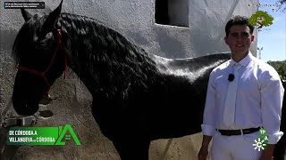 Fernando Ojeda de Villanueva de Córdoba, criador de caballos de raza frisona by El Quincenal de Los Pedroches 9,343 views 3 weeks ago 24 minutes