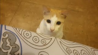 Kitten's 'Murder Eyes' and Brutal Mode (Anak kucing barbar) by Tommy and Family 451 views 3 years ago 2 minutes, 20 seconds
