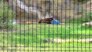 Black Bear at the O.C. Zoo