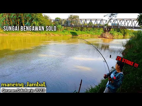 Ikan Jambal