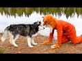 La raction de husky  une rencontre inattendue avec un renard chiens drles