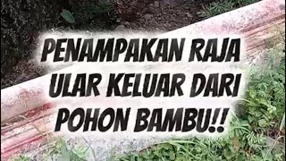 PEN4MP4KAN RAJA ULAR COBRA😱😱😱