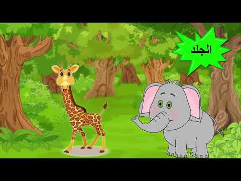 ماذا يغطي جسم الحيوانات
