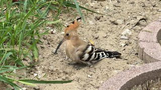 Tiere Im Und Rund Um Den Camping Highlight Jede Menge Wiedehopfe