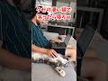 クセの凄い猫で笑ったら寝ろｗｗｗ
