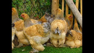 Brahma Chickens - Young blue buff columbian brahma hens - Belgium