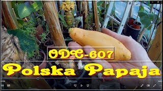 😲Odc 607-Swojska papaja, jak smakuje owoc, czy są nasiona ? Uprawa  w Polsce.