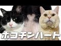 【MV】ポコチンハートのうた/つよボム