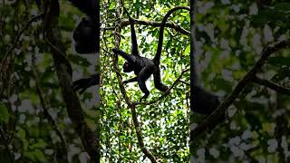 Spider Monkeys O'rgimchak maymunlar ပင့်ကူမျောက်