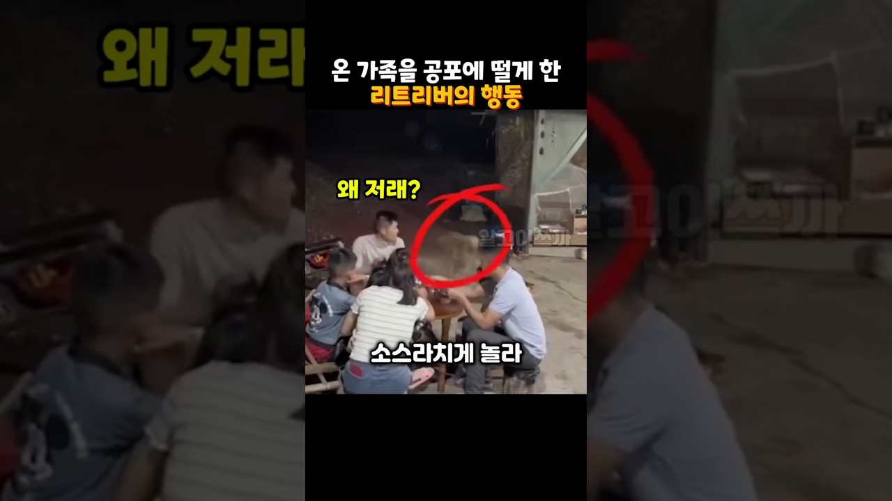 온 가족을 공포에 떨게 한 리트리버 행동