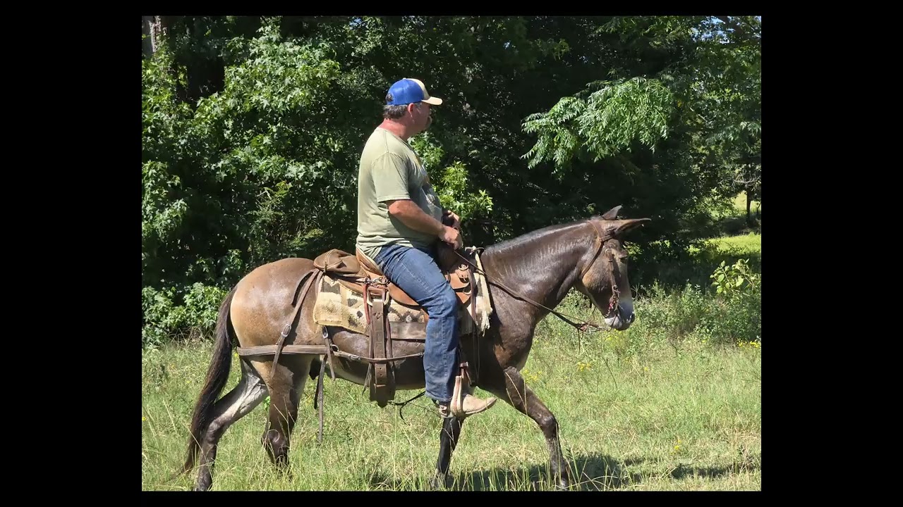 BEN - 7 yo & 13.3 hh Grulla John Mule - WILD BUNCH MULE CO