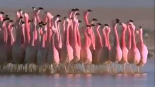 South American Flamingo  Dance