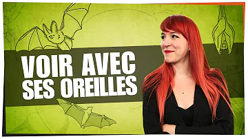 Pourquoi les chauves-souris entendent les ultrasons ? Pourquoi les chauves-souris entendent les ultrasons ?