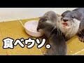 ベビウソ、全身使っていざ！実食！【カワウソ赤ちゃん】