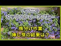 【ベロニカオックスフォードブルー】株分けと 挿し芽で増やします/ 簡単ガーデニング