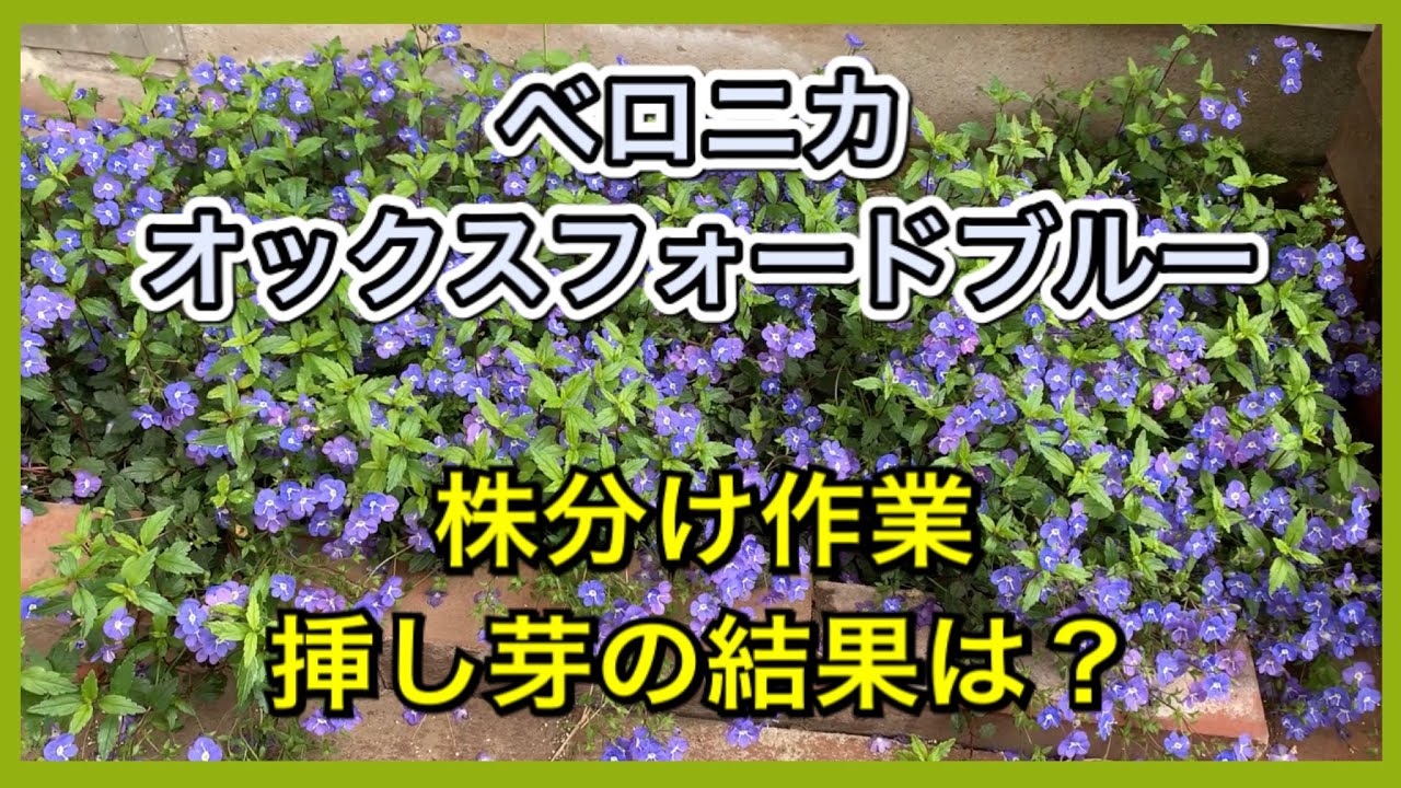 ベロニカオックスフォードブルー 株分けと 挿し芽で増やします 簡単ガーデニング Youtube