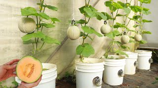 Growing cantaloupe at home large and sweet fruit  Special hanging melon growing method