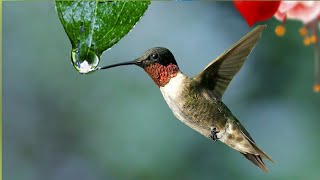 Download Lagu Musik Relaksasi Untuk Menghilangkan Stres, Kecemasan, dan Keadaan Depresi • Menyembuhkan Pikiran MP3