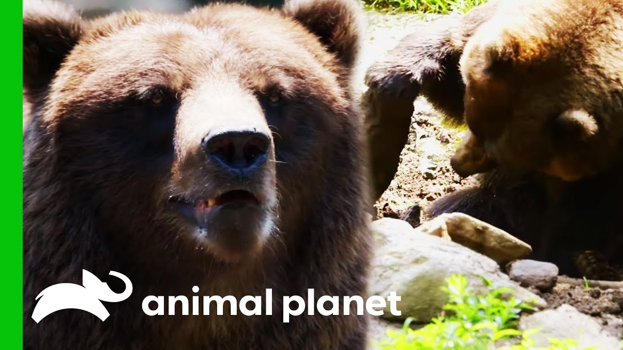 Keepers Try To Stop Bears Destroying Their Enclosure | The Zoo - YouTube