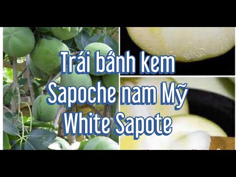 Video #Cây bánh kem,white sapote, how to grow white sapote... - youtube