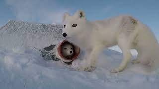 Arctic Fox Tube!