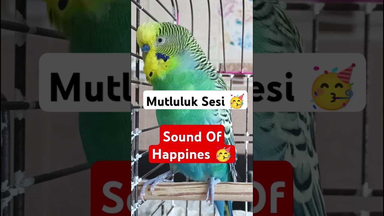 Muhabbet Kuşu Mutluluk Sesi , Muhabbet Kuşu Sesi #muhabbetkuşu #birds #birdsong #muhabbetkuşufıstık