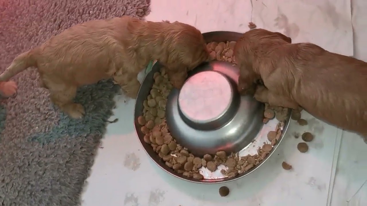 Zola valpar. Lite mat 