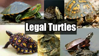 Is it legal to keep a tortoise as a pet in india