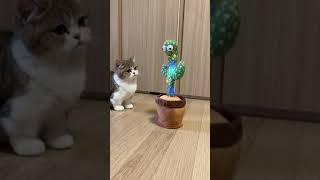 Kucing Vs Kaktus Bikin Lucu Menggemaskan Bangettt