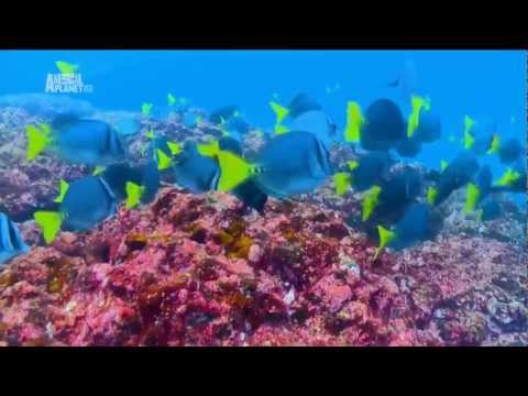 Видео: Все Empanadas в Южной и Центральной Америке вам нужно попробовать