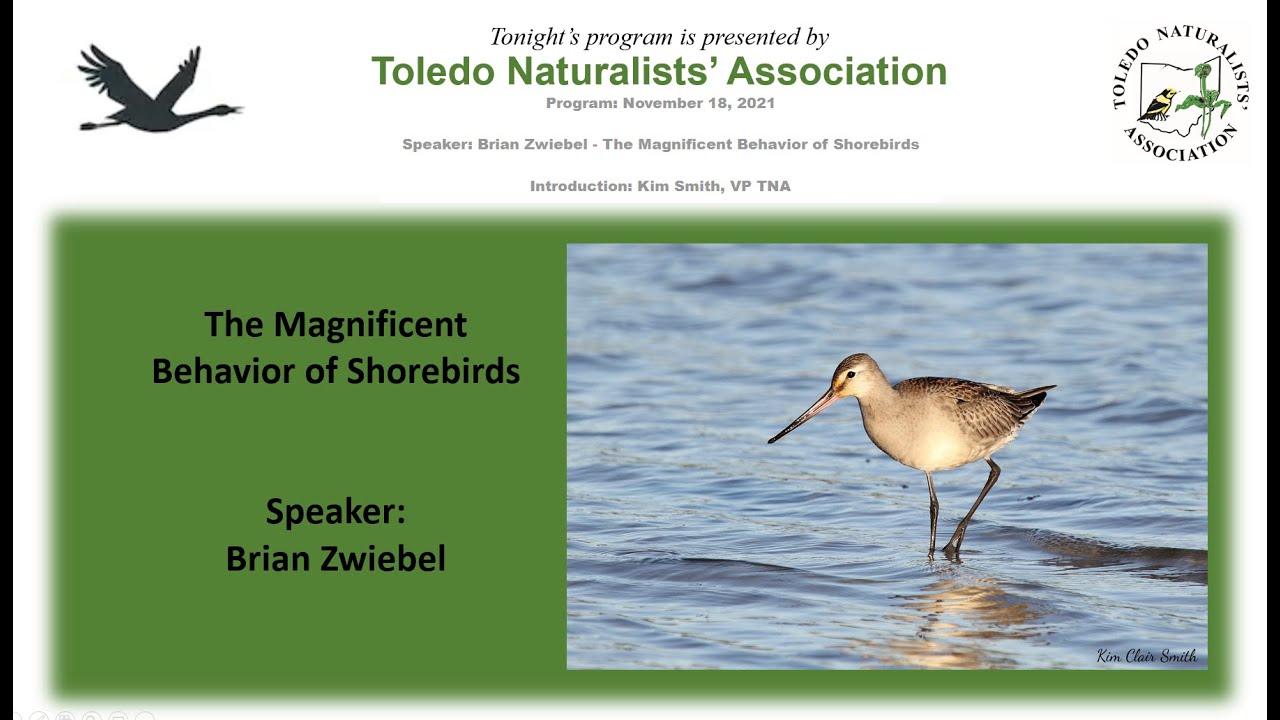 The Magnificent Behavior of Shorebirds