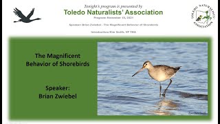 The Magnificent Behavior of Shorebirds