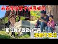老妈的小菜园从来不缺新鲜蔬菜,李俊改造房子来不及上街采购,出门就能收获一筐丰盛的佳肴