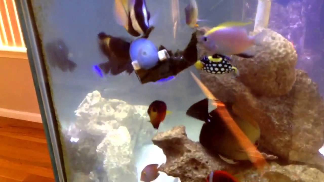 feeding algae sheets to the 150 fowlr tangs damsels triggers youtube algae sheets