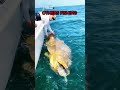 Others Fishing VS king Of The Ocean #edit #viral