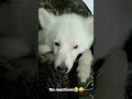 #dogshorts #funnyvideo #funnydog #youtubeshorts #viral