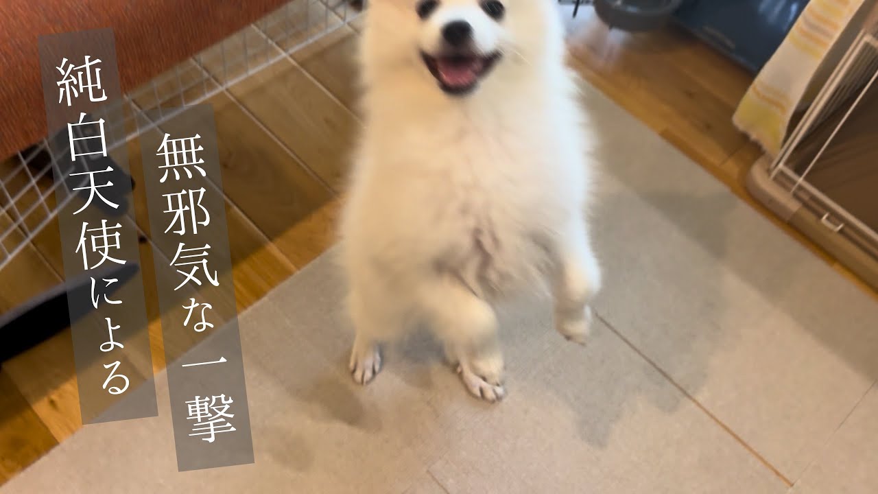 無邪気な純白天使にダメージを負わされる新米飼い主